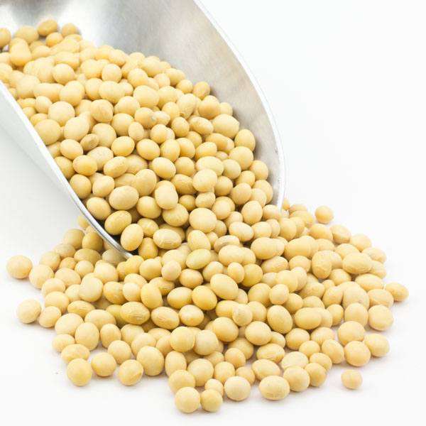 Soy Beans, Organic Supply